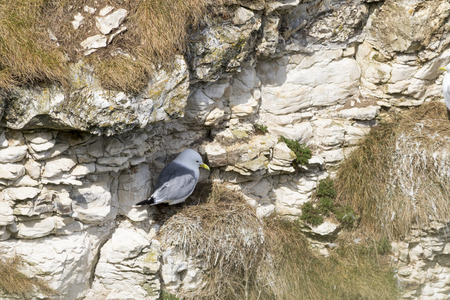 kittiwake on the cliffs at bempton cliffs breeding colony Englandの写真素材