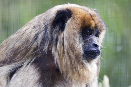 black Howler monkey close-up head shotの写真素材