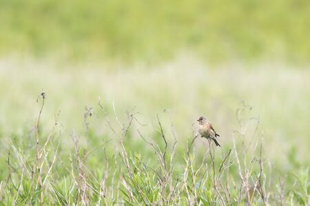 linnet (Carduelis cannabina) perched in a bushの写真素材
