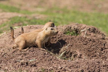 Black-Tailed Prairie marmot (Cynomys Ludovicianus)  close-up