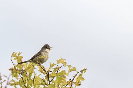 Common Whitethroat (Sylvia communis) perched on a twig singingの写真素材