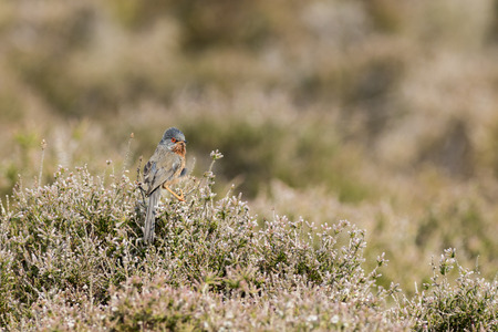 Dartford warbler (Sylvia undata) prched on heatherの写真素材