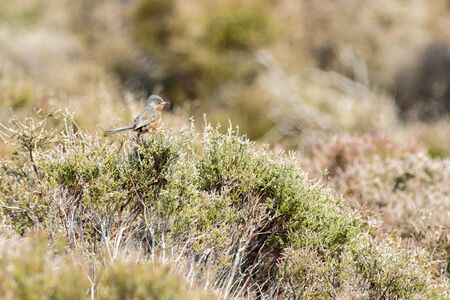 Dartford warbler (Sylvia undata) prched on heatherの写真素材