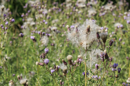 Thick thistledown ready for seed dispersal by the windの写真素材