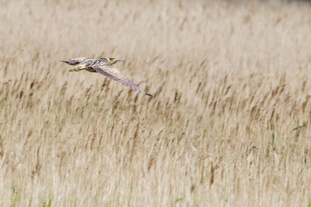 The Eurasian bittern (Botaurus stellaris) in flight