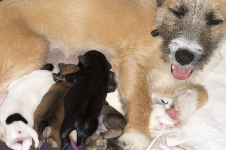 Newborn puppies drinking milk from their motherの写真素材