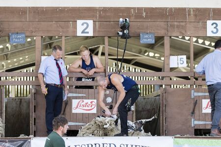 Harrogate, North Yorkshire, UK. 15th July, sheep shearing competition at the Great Yorkshire Show15th July, 2015 at Harrogate in North Yorkshire, Englandのeditorial素材