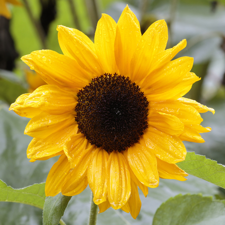 sunflower close-up with rain dropsの写真素材