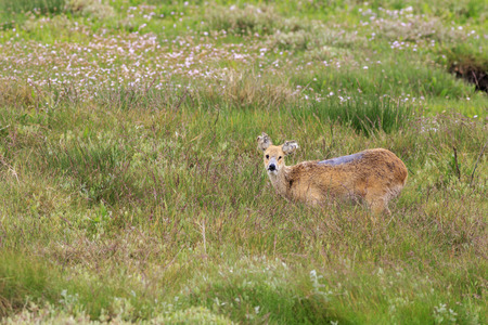 chinese water deer (Hydropotes inermis) in the UKの写真素材
