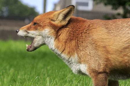 Red Fox close-up with mouth openの写真素材
