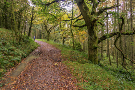 Autumn forest path in wales, UK.の写真素材
