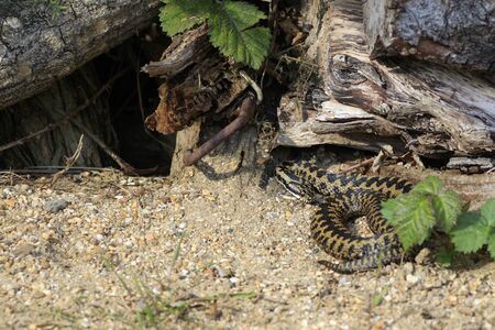 european adder vipera berus on gravel.