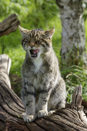 Scottish Wildcat (Felis silvestris) prowling in the wildの写真素材
