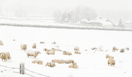Sheep in a cold white winter Yorkshire landscapeの写真素材