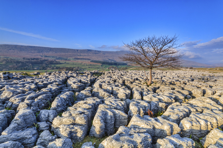 Limestone Pavement at Ingleborough in the yorkshire dalesの写真素材