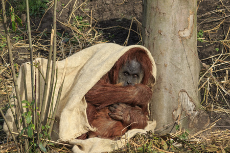 Sumatran orangutang hiding under a clothの写真素材