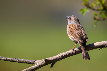 Dunnock (Prunella modularis) perched on a branch.の写真素材