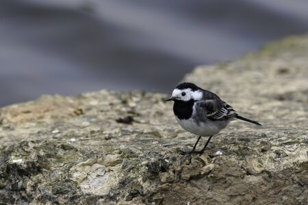 Pied wagtail  (Motacilla alba) on a rockの写真素材
