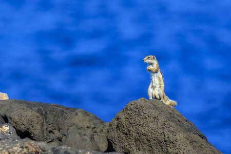 Barbary ground squirrel (atlantoxerus getulus) on a rockの写真素材