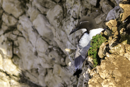 Guillemot on the cliffs at bempton cliffs breeding colony Englandの写真素材