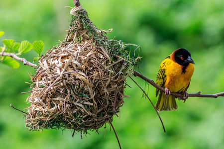 Village Weaver (Ploceus cucullatus)  perched on a branch with nestの写真素材