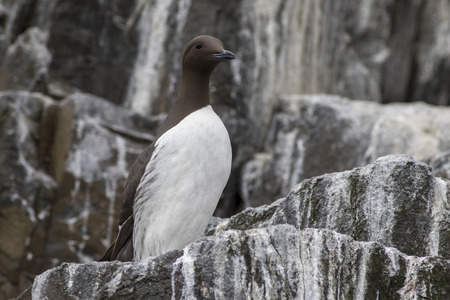 guillemot perched on a rockの写真素材