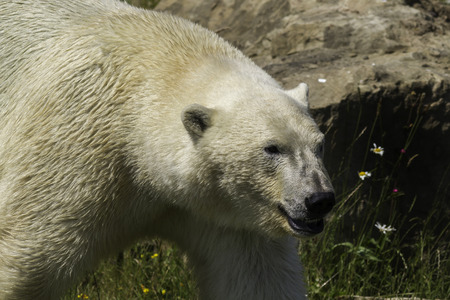 polar bear walking closeupの写真素材