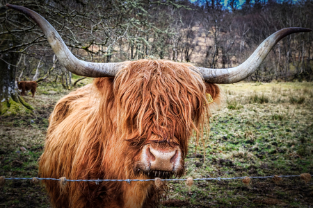 Highland Cow stood in a Scottish meadow