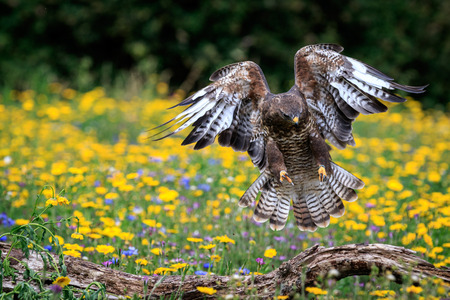 A buzzard landing on a branch.の写真素材