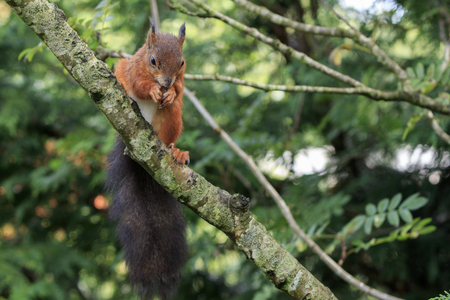 Red squirrel (Sciurus vulgaris) eating close-upの写真素材