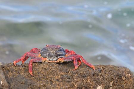 Red Sally Lightfoot crab on a rockの写真素材
