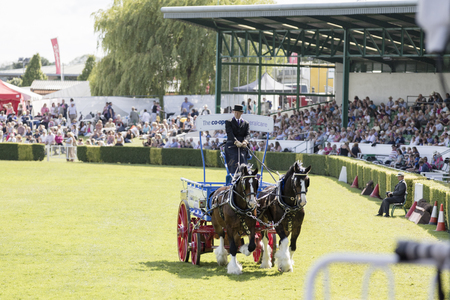 Harrogate, North Yorkshire, UK. 15th July, pairs section of the Heavy Horses at the Great Yorkshire Show15th July, 2015 at Harrogate in North Yorkshire, Englandのeditorial素材