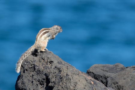 Barbary ground squirrel (atlantoxerus getulus) on a rockの写真素材