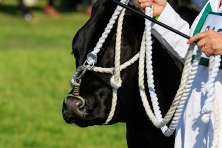 Harrogate, England - July 15th, 2015: cow being judged at the Great Yorkshire Show
15th July, 2015 at Harrogate in North Yorkshire, 
Englandのeditorial素材