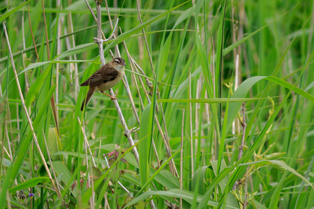 Sedge warbler (Acrocephalus schoenobaenus) in a reed bedの写真素材
