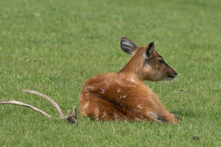 sitatunga laying on grass close-upの写真素材