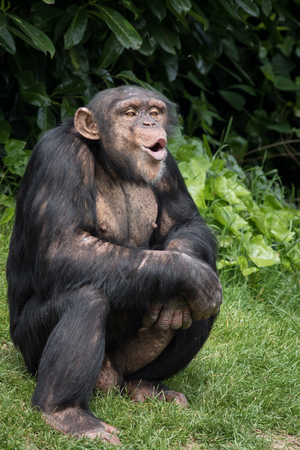Chimpanzee photo taken at the local zoo
