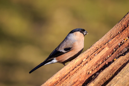 Bullfinch (Pyrrhula-pyrrhula) perched on a branchの写真素材