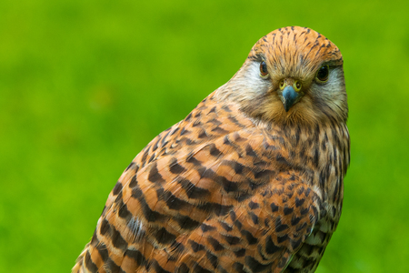 The common kestrel (Falco tinnunculus)  perched on grassの写真素材