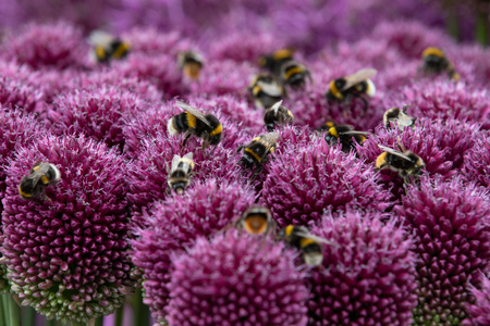 Allium in full flowerの写真素材