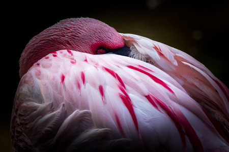Flamingo at the Oasis Park on Fuerteventura , Spain.の写真素材