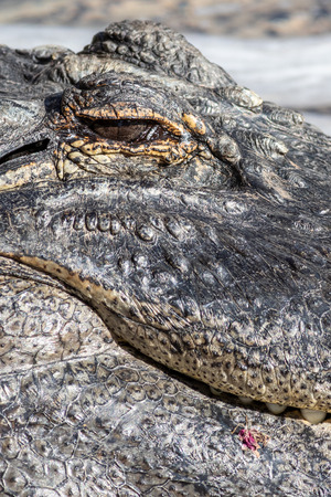 A large dangerous Crocodile at the Oasis Park on Fuerteventura , Spain.の写真素材