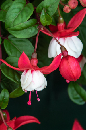 Fuchsia (sir matt busby)  in full flowerの写真素材