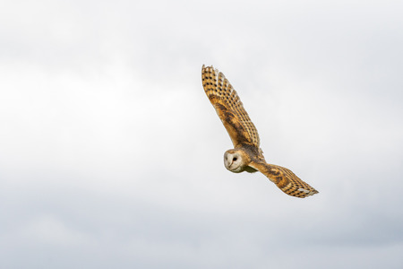 Barn owl (Tyto alba) in flight close-upの写真素材