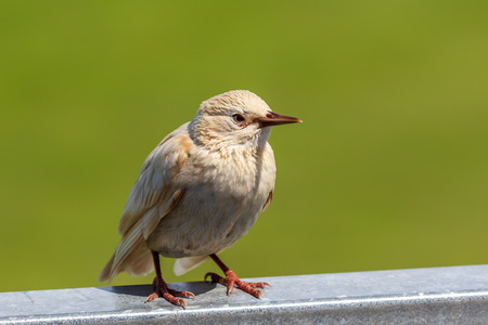 A white Starling Sturnus vulgarisの写真素材