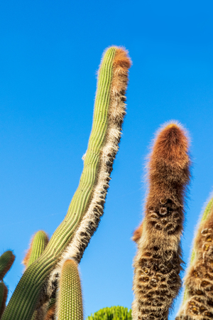 Cactus collection growing in a botanical gardenの写真素材