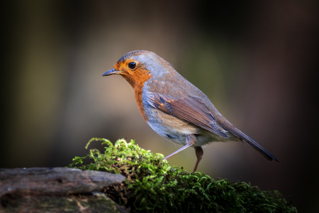 Robin (Erithacus rubecula) perched on a trunkの写真素材