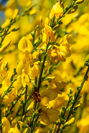 Forsythia in full flower in springの写真素材