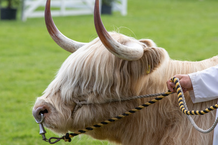 Harrogate, North Yorkshire, UK - July 12th, 2018: Cow judging at the Great Yorkshire Show on 12th...