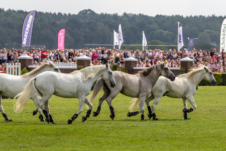 Harrogate, North Yorkshire, UK - July 12th, 2018: French horse trainer Lorenzo performing with his Horses at the Great Yorkshire Show on 12th July 2018 at Harrogate in North Yorkshire, Englandのeditorial素材